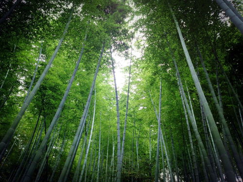 芜湖人千万别错过 下个月安徽这10家景点半价,低至15元